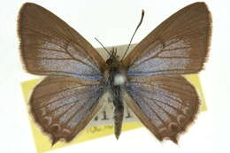 Image of Theclinesthes hesperia Sibatani & Grund 1978