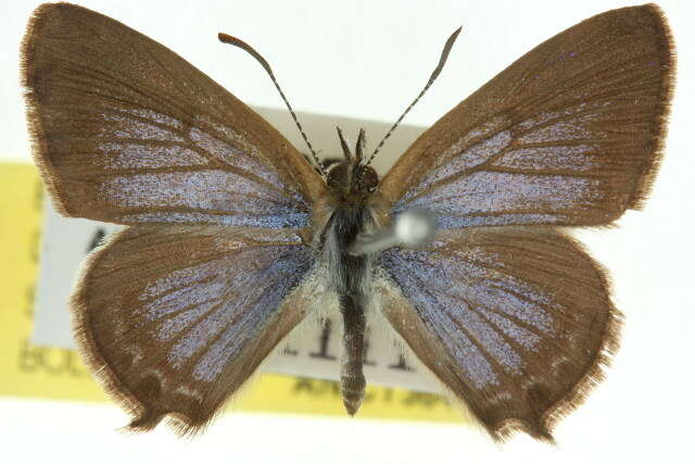 Image of Theclinesthes hesperia Sibatani & Grund 1978