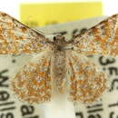 Image de Idaea miltophrica Turner 1922