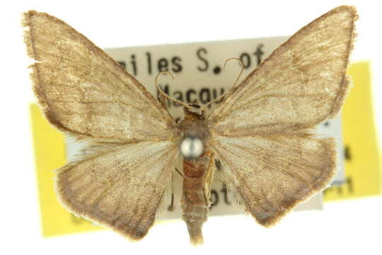 Image of Idaea coercita Lucas 1900