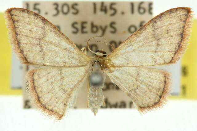 Image of Idaea coercita Lucas 1900