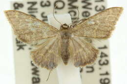 صورة Idaea simplex Warren 1899