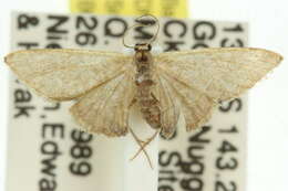 صورة Idaea simplex Warren 1899