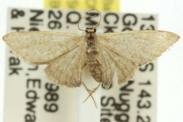 صورة Idaea simplex Warren 1899