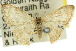 صورة Idaea simplex Warren 1899