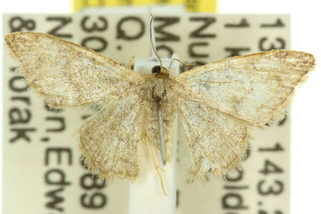 صورة Idaea simplex Warren 1899