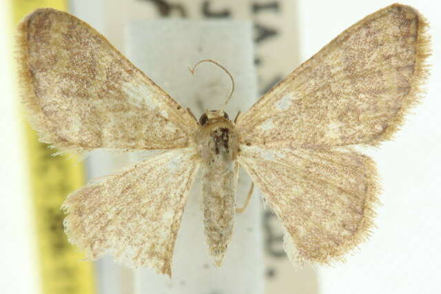 صورة Idaea simplex Warren 1899