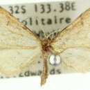 Image of Idaea alopecodes Meyrick 1888