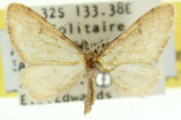 Image of Idaea alopecodes Meyrick 1888