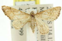 Image of Idaea alopecodes Meyrick 1888