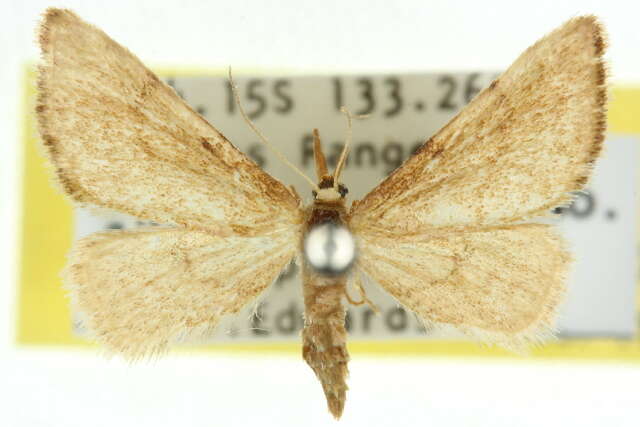 Image of Idaea alopecodes Meyrick 1888