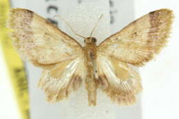 Image of Idaea trypheropa Meyrick 1889