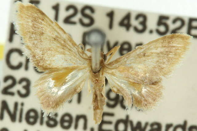 Image of Idaea trypheropa Meyrick 1889