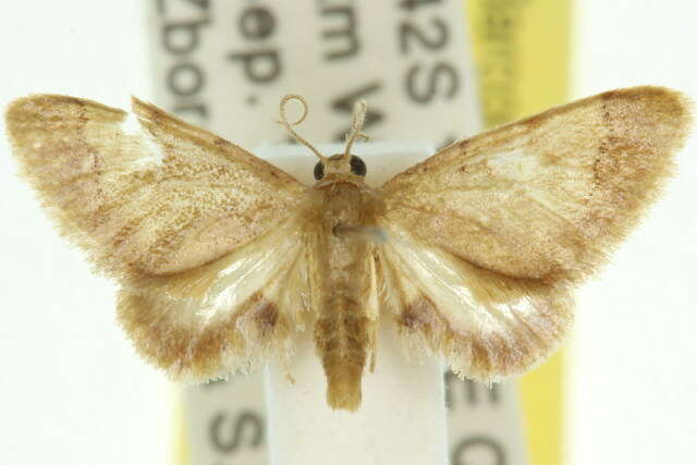 Image of Idaea trypheropa Meyrick 1889