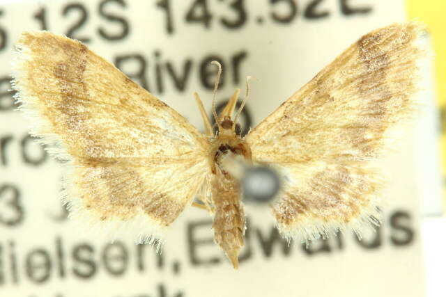 Image of Idaea trypheropa Meyrick 1889