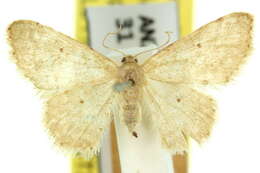 صورة Idaea pilosata Warren 1898