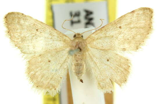 صورة Idaea pilosata Warren 1898