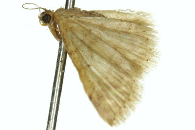 صورة Idaea pilosata Warren 1898