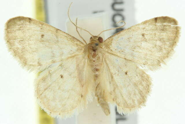 صورة Idaea pilosata Warren 1898