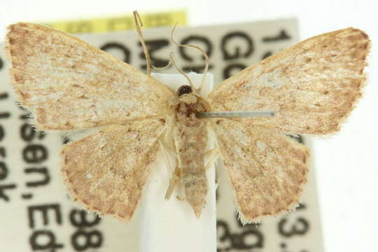 Image of Idaea crinipes Warren 1897