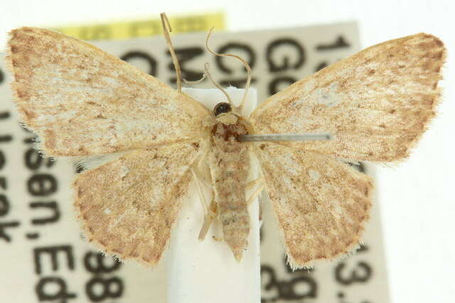 Image of Idaea crinipes Warren 1897