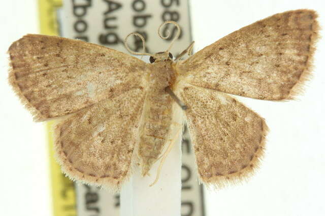 Image of Idaea crinipes Warren 1897