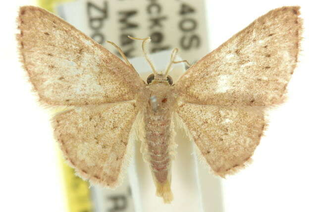 Image of Idaea crinipes Warren 1897