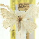 Image de <i>Idaea leptochyta</i>