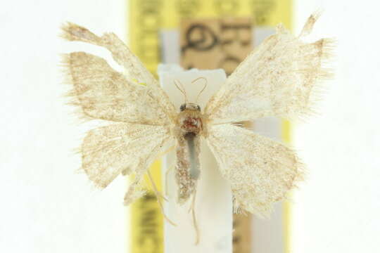 Image of <i>Idaea leptochyta</i>