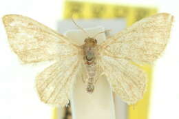 Image de <i>Idaea leptochyta</i>