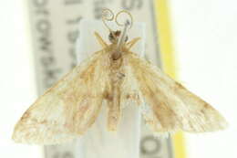 Image de <i>Idaea leptochyta</i>