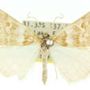 Image of Notiosterrha interalbulata Warren 1904