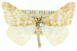 Image of Notiosterrha interalbulata Warren 1904