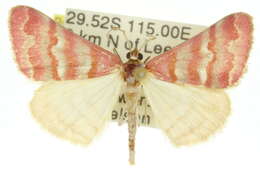Image of Notiosterrha pulcherrima Turner 1939