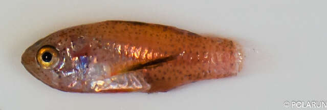 Image of Apogonichthys