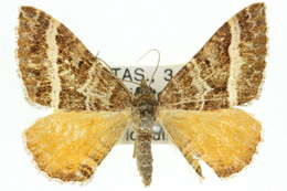 Image of <i>Chrysolarentia vicissata</i>