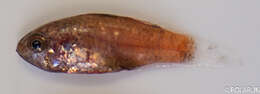 Image of Apogonichthys