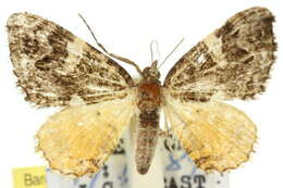 Image of <i>Chrysolarentia phaedra</i>