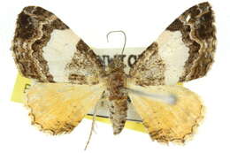 Image of <i>Chrysolarentia phaedra</i>