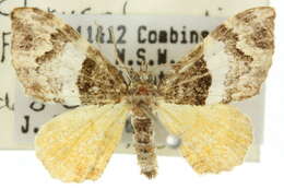 Image of <i>Chrysolarentia phaedra</i>