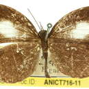 Image of <i>Neopithecops lucifer</i>