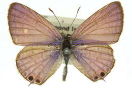 Image of <i>Euchrysops cnejus cnidus</i>