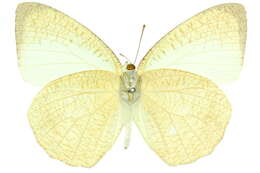 Image of Catopsilia pyranthe (Linnaeus 1758)