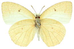 Image of Catopsilia pyranthe (Linnaeus 1758)