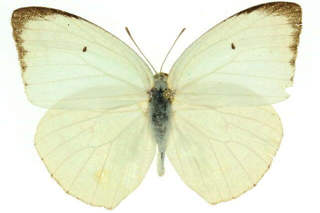 Image of Catopsilia pyranthe (Linnaeus 1758)