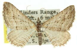 Image of Chrysolarentia arachnitis (Turner 1904)