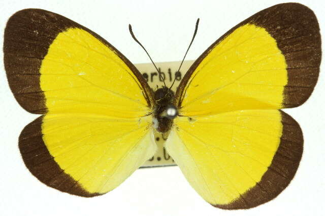 Imagem de Eurema puella (Boisduval 1832)