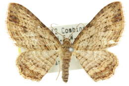 Image of Xanthorhoe anaspila Meyrick 1891