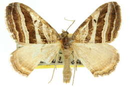 Image of Xanthorhoe percrassata Walker 1862