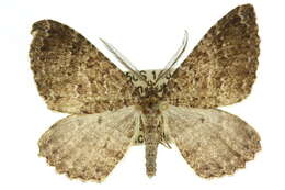 Image of <i>Acodia orina</i>